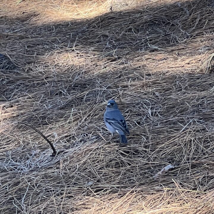 IMG_4730 2Senderismo Hiking El Chinyero