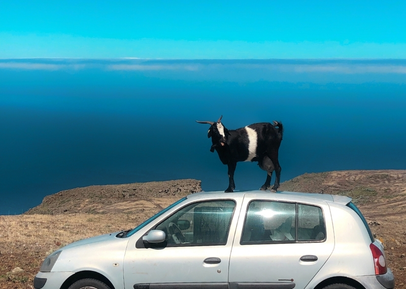 Private Tour Tenerife Teno - goat